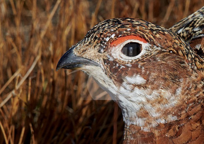 Vrouwtje Moerassneeuwhoen in zomerkleed; Female Willow Ptarmigan in summer plumage stock-image by Agami/Markus Varesvuo,