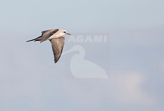 Blue Noddy, Anous ceruleus. Photographed during a Pitcairn Henderson and The Tuamotus expedition cruise. Also known as Blue-grey Noddy. stock-image by Agami/Pete Morris,