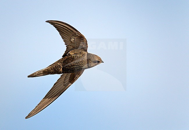 Common Swift (Apus apus) in the Netherlands. In flight, looking down. stock-image by Agami/Ran Schols,