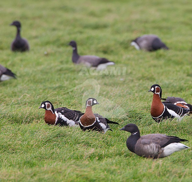 Two first-winter Red-breasted Geese (Branta ruficollis) with one adult (right), between other geese, in a green meadow on Terschelling, Netherlands. stock-image by Agami/Arie Ouwerkerk,
