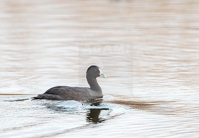 Juvenile Red-knobbed Coot (Fulica cristata) at El Hondo, near Murcia in Spain. Also known as Crested Coot. stock-image by Agami/Marc Guyt,