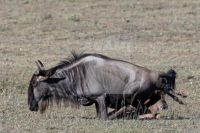 A wildebeest, Connochaetes taurinus, deliveries its calf. Ndutu, Ngorongoro Conservation Area, Tanzania. stock-image by Agami/Sergio Pitamitz,