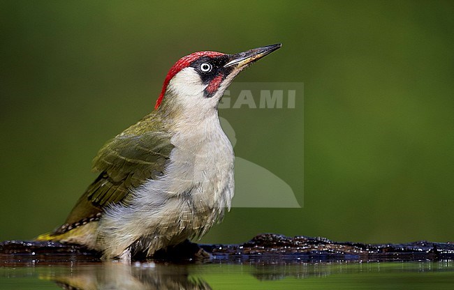 Green Woodpecker (Picus viridis) Hungary May 2016 stock-image by Agami/Markus Varesvuo,