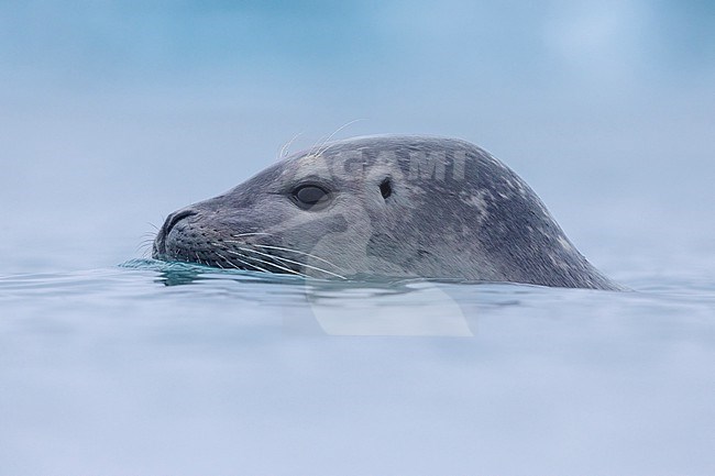 Harbour Seal (Phoca vitulina), close-up of an adult, Southern region, Iceland stock-image by Agami/Saverio Gatto,