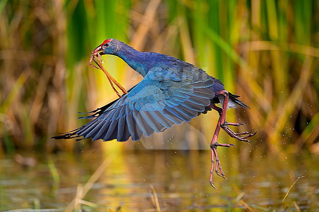Grey-headed Swamphen, Porphyrio poliocephalus, Prachuap Khiri Khan, Thailand. stock-image by Agami/Sylvain Reyt,