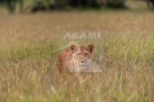 A lioness, Panthera leo, walking through tall grass. Masai Mara National Reserve, Kenya. stock-image by Agami/Sergio Pitamitz,
