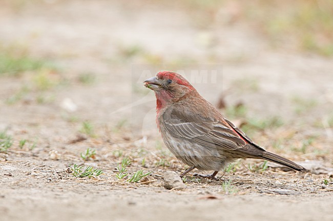 Mannetje Mexicaanse Roodmus foeragerend op de grond Californie USA, Male House Finch foraging on ground California USA stock-image by Agami/Wil Leurs,