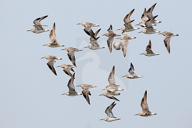 Wintering flock of Great Knot (Calidris tenuirostris) in Thailand. Flying past. stock-image by Agami/Mathias Putze,