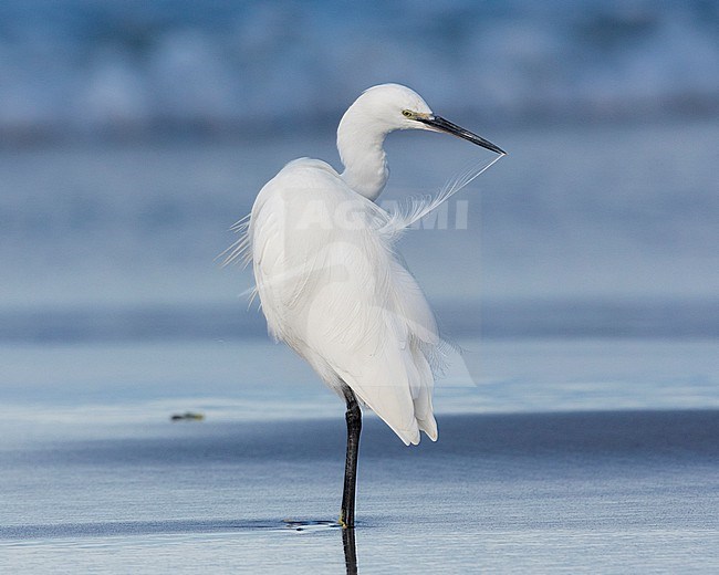 Little Egret (Egretta garzetta), adult preening, Campania, Italy stock-image by Agami/Saverio Gatto,