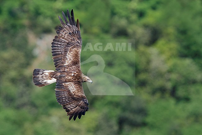 Golden Eagle (Aquila chrysaetos), subadult male in flight seen from the above, Campania, Italy stock-image by Agami/Saverio Gatto,