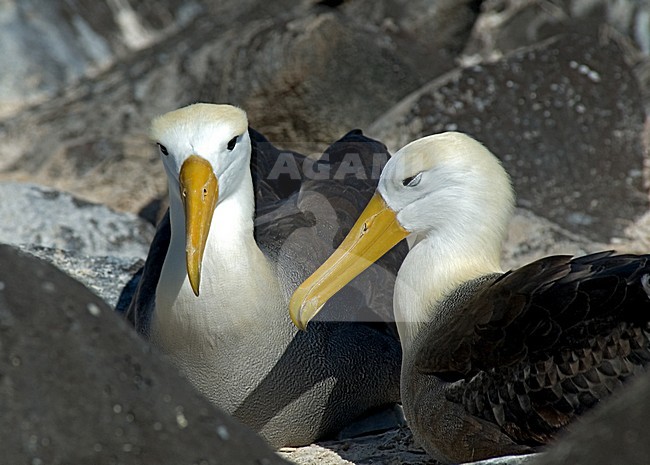 Waved Albatross displaying; GalÃ¡pagosalbatros baltsend stock-image by Agami/Roy de Haas,