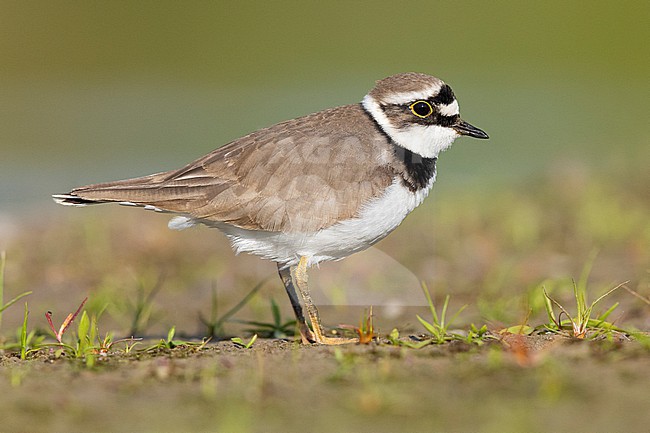 Little Ringed Plover (Charadrius dubius), side view of an adult female standing on the ground, Campania, Italy stock-image by Agami/Saverio Gatto,