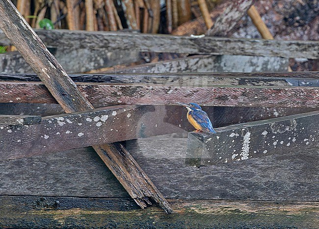 Solomons Common Kingfisher (Alcedo atthis salomonensis) on the Solomon Islands. stock-image by Agami/Pete Morris,