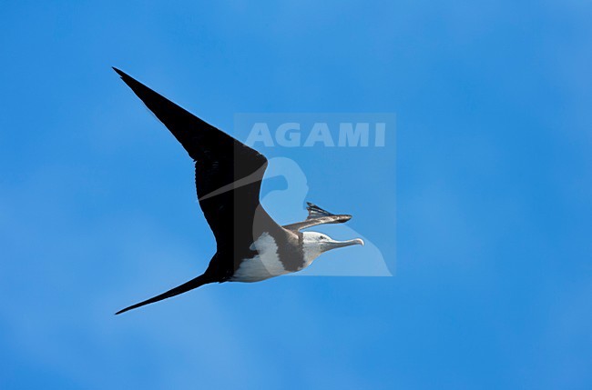 Ascensionfregatvogel, Ascension Frigatebird, Fregata aquila stock-image by Agami/Marc Guyt,