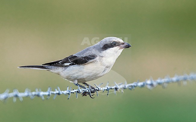 Immature Lesser Grey Shrike (Lanius minor) perched in a field in Othée, Belgium. stock-image by Agami/Vincent Legrand,