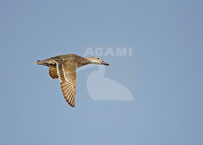 Garganey adult flying; Zomertaling volwassen vliegend stock-image by Agami/Markus Varesvuo,