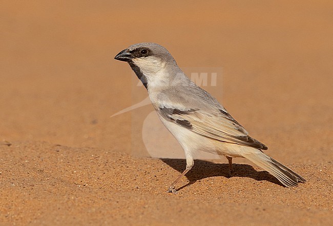 Desert Sparrow (Passer simplex) at Merzouga, Morocco stock-image by Agami/Eduard Sangster,