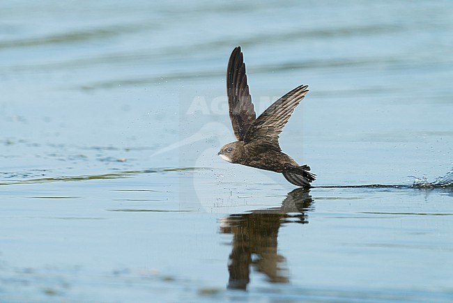 Drinking Common Swift (Apus apus) flying low and with high speed above water surface with open bill during hot summer weather stock-image by Agami/Ran Schols,