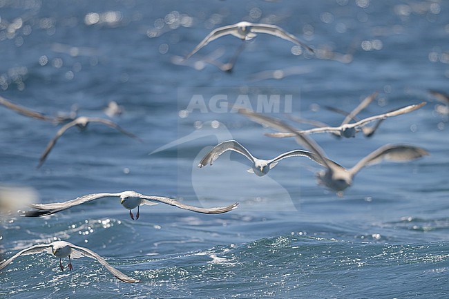 European herring gulls (Larus argentatus argenteus), flying, with the sea as background. stock-image by Agami/Sylvain Reyt,