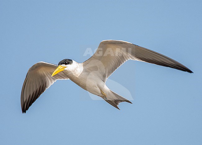 Large-billed Tern (Phaetusa simplex) at the Madre de Dios river in Manu National park, Peru. stock-image by Agami/Marc Guyt,