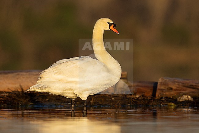 Mute Swan (Cygnus olor), side view of an adult standing in the water, Lazio, Italy stock-image by Agami/Saverio Gatto,