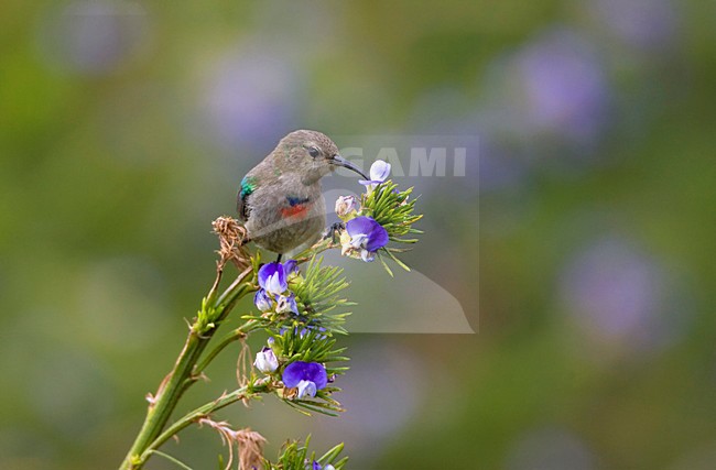 Miombo-honingzuiger in takje; Southern Double-collared Sunbird perched on a twig stock-image by Agami/Marc Guyt,
