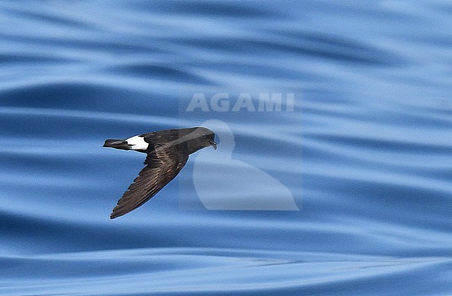 European Storm Petrel (Hydrobates pelagicus) flying over the Atlantic Ocean off Portugal during autumn migration. stock-image by Agami/Laurens Steijn,