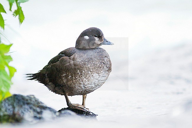 Harlequin Duck, Harlekijneend, Histrionicus histrionicus, Iceland, adult female stock-image by Agami/Ralph Martin,