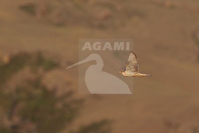 adult saker falcon (falco cherrug) in flight, found in Ulaanbaatar Aimag in Mongolia stock-image by Agami/Mathias Putze,