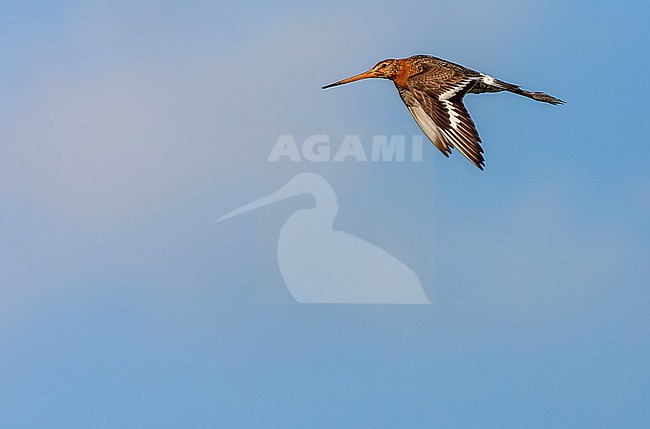 Adult Black-tailed Godwit (Limosa limosa) in the Netherlands. Summer plumaged bird in flight. stock-image by Agami/Marc Guyt,