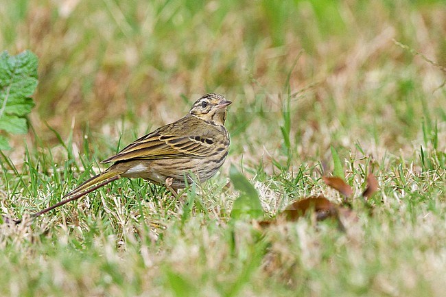 Siberische Boompieper, Olive-backed Pipit, Anthus hodgsoni stock-image by Agami/Yoav Perlman,