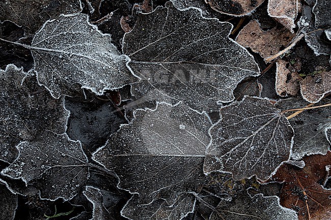 Frosted leaves stock-image by Agami/Wil Leurs,
