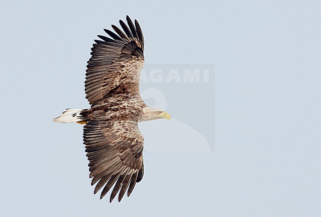 Zeearend onvolwassen vliegend; White-tailed Eagle immature flying stock-image by Agami/Markus Varesvuo,