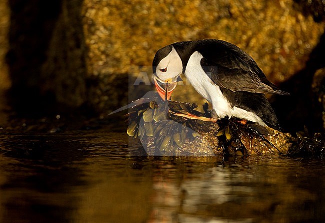 Papegaaiduiker, Atlantic Puffin stock-image by Agami/Danny Green,