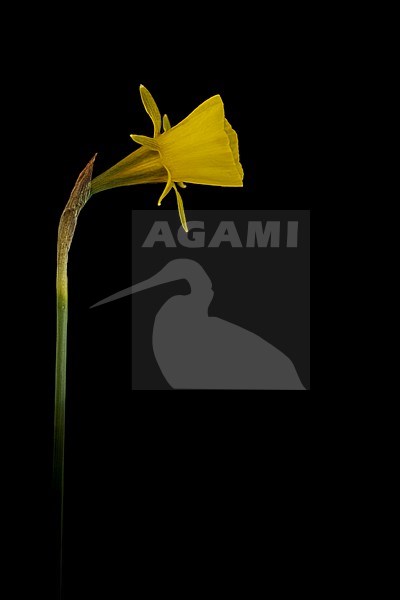 Hoop-petticoat daffodil, Narcissus bulbocodium subsp. bulbocodium stock-image by Agami/Wil Leurs,