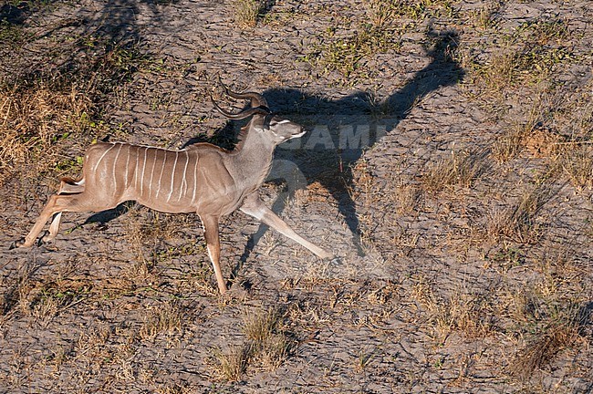 Aerial view of a male greater kudu, Tragelaphus strepsiceros, running. Okavango Delta, Botswana. stock-image by Agami/Sergio Pitamitz,
