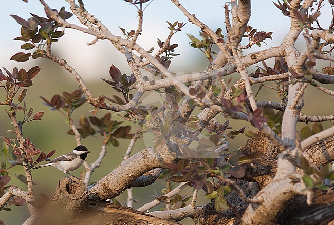 Sombre Tit - Trauermeise - Poecile lugubris ssp. anatoliae, Turkey stock-image by Agami/Ralph Martin,