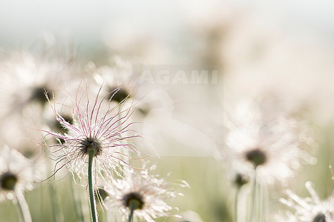 Flowers in Tunka-National Park, Buryatia, Russia stock-image by Agami/Ralph Martin,