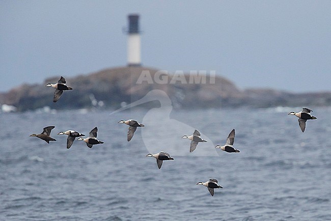 Flock of Common Eiders (Somateria mollissima) flying off Utö in Finland. stock-image by Agami/Markus Varesvuo,