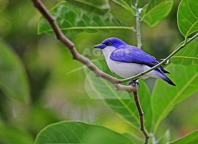 Blauwe Vanga Comoro), Blue Vanga, Cyanolanius madagascarinus ssp Comoro stock-image by Agami/Pete Morris,
