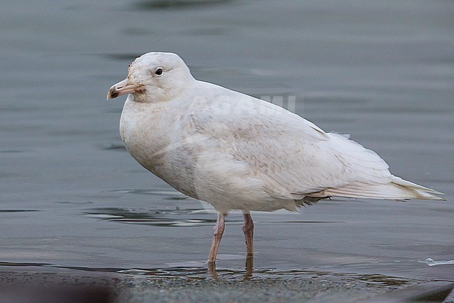 Glaucous Gull (Larus hyperboreus), juvenile standing in the water, Berlevåg, Finnmark, Norway stock-image by Agami/Saverio Gatto,