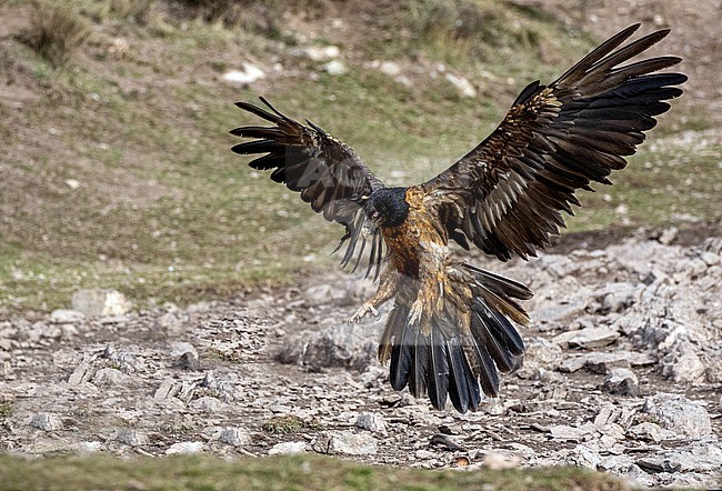 3th of 4th calendar year Lammergeier (Gypaetus barbatus) in the Spanish Pyrenees. Also known as Bearded Vulture. stock-image by Agami/Onno Wildschut,