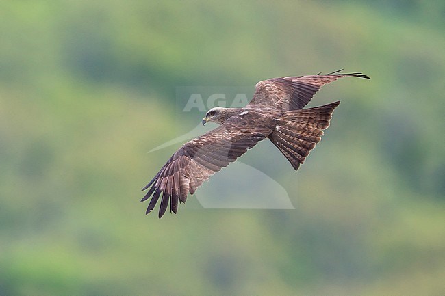 Zwarte Wouw in vlucht; Black Kite in flight stock-image by Agami/Daniele Occhiato,