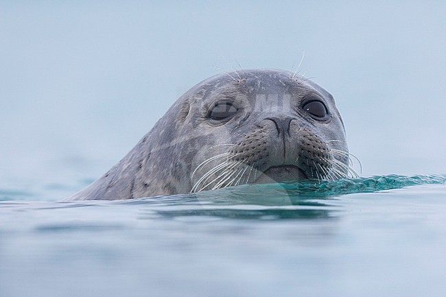 Harbour Seal (Phoca vitulina), close-up of an adult, Southern region, Iceland stock-image by Agami/Saverio Gatto,