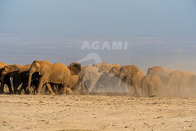 Herd of African elephants, Loxodonta africana, walking in the plains of Amboseli. Amboseli National Park, Kenya, Africa. stock-image by Agami/Sergio Pitamitz,