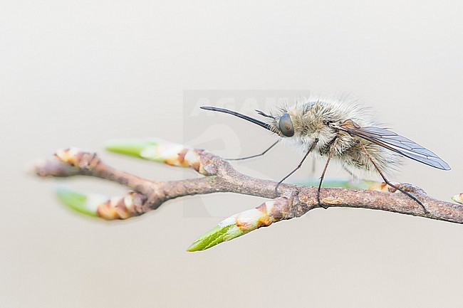 Bombylius cinerascens - Aschgrauer Wollschweber, Germany (Baden-Württemberg), imago, female stock-image by Agami/Ralph Martin,