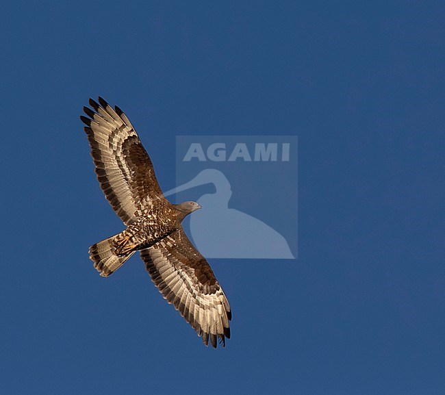 Adult male Honey Buzzard (Pernis apivorus) migrating north over Egypt during spring stock-image by Agami/Edwin Winkel,