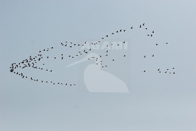 Zwarte Rotgans, Black Brant, Branta nigricans stock-image by Agami/Glenn Bartley,