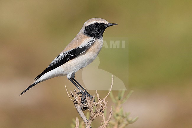Desert Wheatear (Oenanthe deserti), side view of an adult perched on the top of a bush stock-image by Agami/Saverio Gatto,