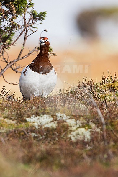 Adult male Willow Grouse (Lagopus lagopus koreni) in the Ural mountains of Russia. Bird in summer plumage walking on russian moorland. stock-image by Agami/Ralph Martin,